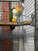 Rostkop caique, Dieren en Toebehoren, Vogels | Parkieten en Papegaaien, Meerdere dieren, Papegaai