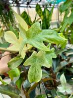 Philodendron Florida Ghost P12, Huis en Inrichting, Kamerplanten, Ophalen of Verzenden, Overige soorten, Minder dan 100 cm
