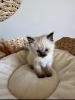 Lief Siberische Neva Masquerade-poesje zoekt een warm thuis!, Dieren en Toebehoren, Katten en Kittens | Raskatten | Langhaar, Poes