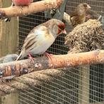 Bastaard putter pop, Dieren en Toebehoren, Vogels | Overige Vogels, Vrouwelijk, Wildzangvogel