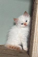 6 Prachtige raszuivere neva Masquerade kittens geboren, Dieren en Toebehoren, Katten en Kittens | Raskatten | Langhaar, Meerdere dieren