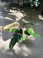 Philodendron Strawberry Shake, Huis en Inrichting, Kamerplanten, Verzenden, Overige soorten, In pot, Minder dan 100 cm