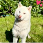 Husky dekreu met stamboom (niet te koop), Dieren en Toebehoren, Honden | Dekreuen, Particulier, Reu, CDV (hondenziekte), Buitenland