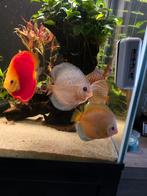 U wilt gratis discus vrijblijvend kwijt. ik vang graag op, Dieren en Toebehoren, Vissen | Aquariumvissen, Vis