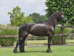10 jarige drachtige brave friese merrie v.Alwin, Dieren en Toebehoren, Merrie, B, Gechipt, Dressuurpaard