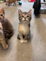 Lieve aanhankelijke kittens, mogen nest verlaten, Dieren en Toebehoren, Katten en Kittens | Overige Katten, Meerdere dieren, Kortharig