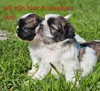 Prachtige boomer pups, Dieren en Toebehoren, Honden | Chihuahua's en Gezelschapshonden, Maltezer, 8 tot 15 weken, Meerdere, Meerdere dieren