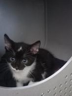Kittens, Dieren en Toebehoren