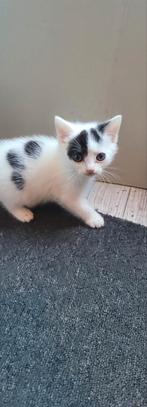 Kittens, Dieren en Toebehoren