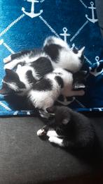Kittens, Dieren en Toebehoren, Katten en Kittens | Overige Katten