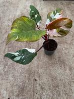 Philodendron Red anderson Pink variegata, Huis en Inrichting, Kamerplanten, Ophalen of Verzenden, Overige soorten, Minder dan 100 cm