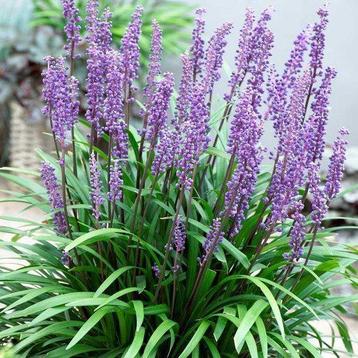 Leliegras - Liriope Muscari Moneymaker beschikbaar voor biedingen