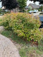 Photinia - glansmispel 2x 145cm hoog, Tuin en Terras, Planten | Struiken en Hagen, Ophalen, Overige soorten, Struik, 100 tot 250 cm