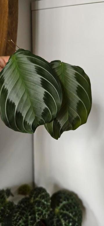 Maranta silver band stekje beschikbaar voor biedingen