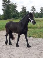 TE KOOP LIEVE 3-JARIGE FRIESE MERRIE, Dieren en Toebehoren, Merrie, Gechipt, Niet van toepassing, Dressuurpaard