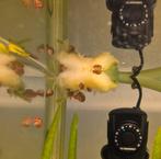 Posthoornslag / Ramshoornslak, Dieren en Toebehoren, Vissen | Aquariumvissen, Slak of Weekdier
