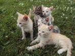 Lieve jonge poesjes / kittens cypers lap rood GELIJK MEE, Dieren en Toebehoren, Katten en Kittens | Overige Katten, Meerdere dieren