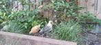 2 hanen fries hoen te ruil, Dieren en Toebehoren, Pluimvee, Mannelijk, Kip