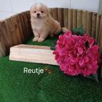 Boomer pups maltezer shih tzu lhasa apso teckel puppy hond, Dieren en Toebehoren, Honden | Chihuahua's en Gezelschapshonden, Nederland