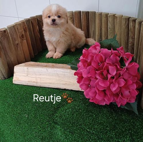 Boomer pups maltezer shih tzu lhasa apso teckel puppy hond, Dieren en Toebehoren, Honden | Chihuahua's en Gezelschapshonden, Meerdere dieren