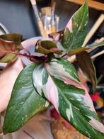 philodendron pink princess stekje, Huis en Inrichting, Kamerplanten, Ophalen of Verzenden, Overige soorten, Minder dan 100 cm