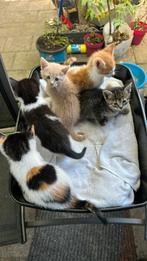 Kittens, Dieren en Toebehoren