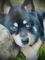 Mooie pomsky f1 dekreu (niet te koop maar o zo lief ), Dieren en Toebehoren, Honden | Dekreuen, Rabiës (hondsdolheid), Reu, Eén hond