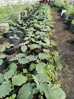 Surinaamse Boulanger (aubergine) planten in bloei 6,50, Tuin en Terras, Ophalen, Zomer, Overige soorten, Volle zon