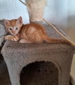 6 kittens aangeboden, Dieren en Toebehoren, Katten en Kittens | Overige Katten, Meerdere dieren, Kortharig, 0 tot 2 jaar