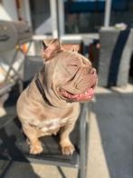 Mooie New English Bulldog, Dieren en Toebehoren, Honden | Bulldogs, Pinschers en Molossers, Rabiës (hondsdolheid), 1 tot 2 jaar
