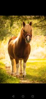 Lease pony aangeboden, Dieren en Toebehoren, Paarden en Pony's | Overige Paardenspullen, Ophalen of Verzenden, Nieuw