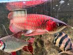 Arowana super red kalimantan red ! Hoge kwaliteit !, Dieren en Toebehoren, Vissen | Aquariumvissen, Vis