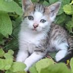 Superlieve grijs-wtte kitten kater., Dieren en Toebehoren, Katten en Kittens | Overige Katten, Kater